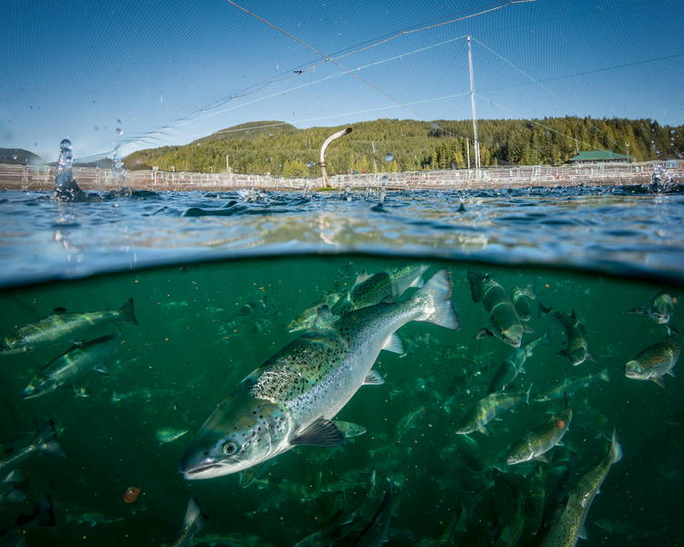 Canadian-fish-farm HD