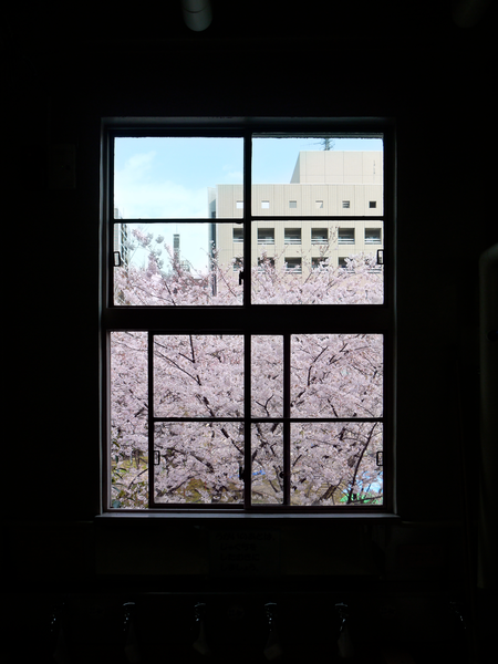 cherry blossom windows