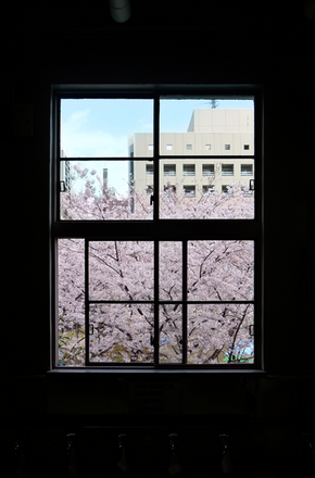 cherry blossom windows